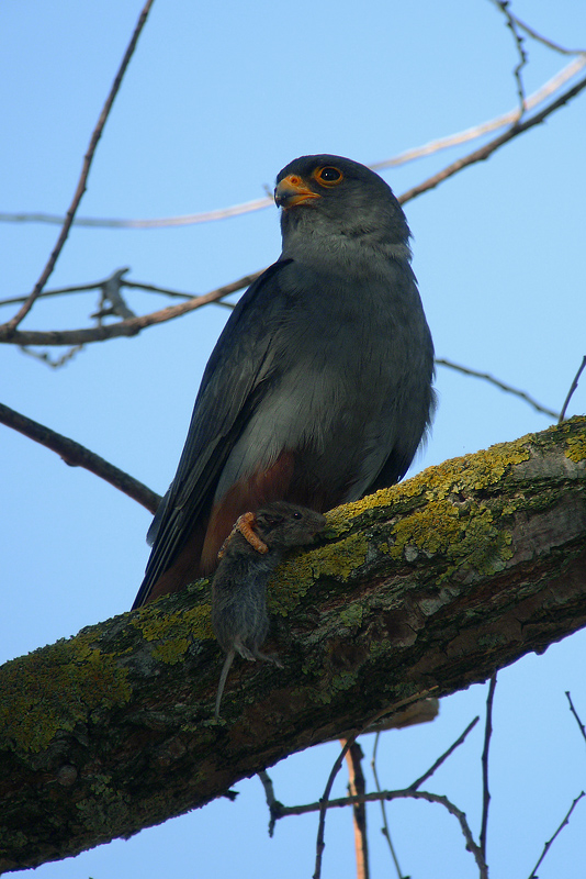 Falco Cuculo e Arvicola in Digiscoping